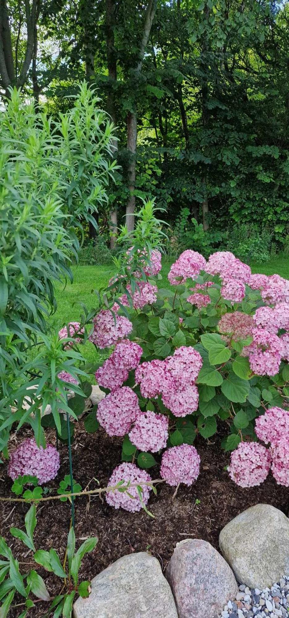 Knebel Hos Molsgaarden B&B 외부 사진